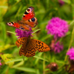 18090期最新开奖结果查询与中奖号码公布 ijobz