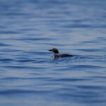 18100期足球开奖结果查询与最新中奖号码公布 j6cwu4